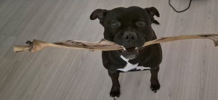 Staffordshire-Bullterrier-Rüde in erfahrene Hände abzugeben