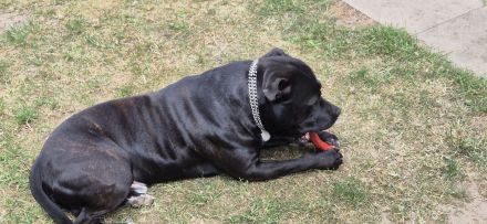 Staffordshire-Bullterrier-Rüde in erfahrene Hände abzugeben