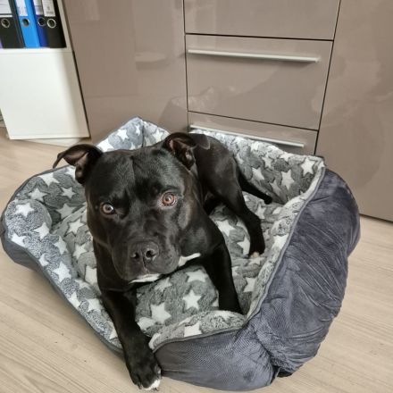 Staffordshire-Bullterrier-Rüde in erfahrene Hände abzugeben