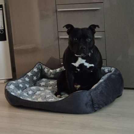 Staffordshire-Bullterrier-Rüde in erfahrene Hände abzugeben