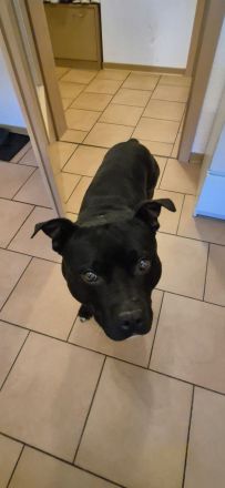 Staffordshire-Bullterrier-Rüde in erfahrene Hände abzugeben