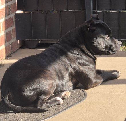 Staffordshire-Bullterrier-Rüde in erfahrene Hände abzugeben