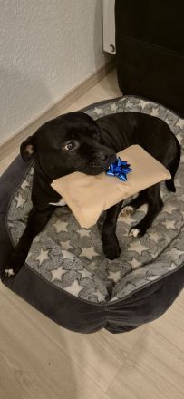 Staffordshire-Bullterrier-Rüde in erfahrene Hände abzugeben