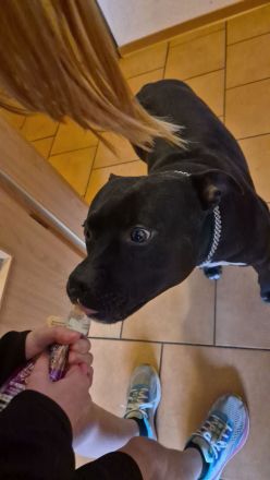 Staffordshire-Bullterrier-Rüde in erfahrene Hände abzugeben