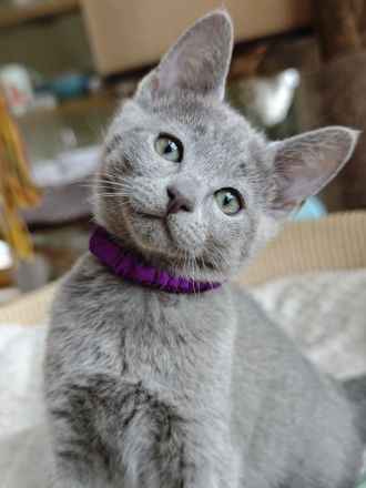 2 Russisch-Blau-Seelenkaterle suchen ihre Lieblingsmenschen