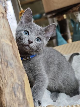 2 Russisch-Blau-Seelenkaterle suchen ihre Lieblingsmenschen