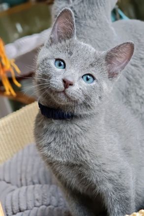 2 Russisch-Blau-Seelenkaterle suchen ihre Lieblingsmenschen