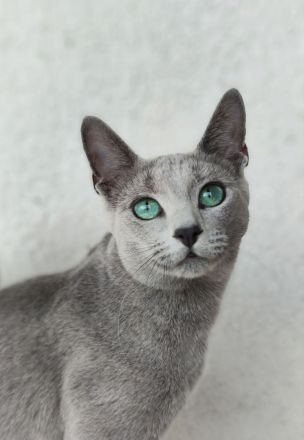 Russisch-Blau-Seelenkitten suchen ihre Lieblingsmenschen