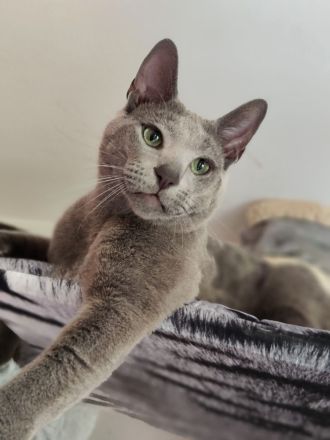 2 Russisch-Blau-Seelenkaterle suchen ihre Lieblingsmenschen