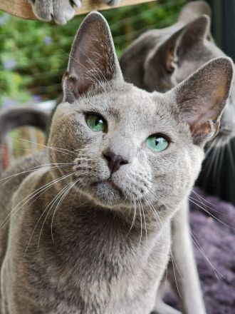 Russisch-Blau-Seelenkaterle suchen ihre Lieblingsmenschen