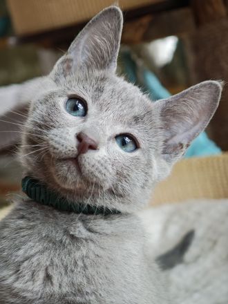 2 Russisch-Blau-Seelenkaterle suchen ihre Lieblingsmenschen