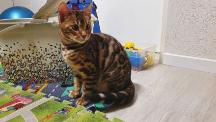 Wunderschöne Reinrassige Bengal Kitten