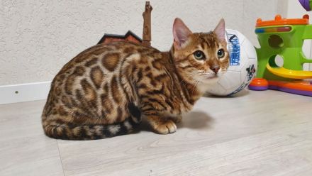 Wunderschöne Reinrassige Bengal Kitten