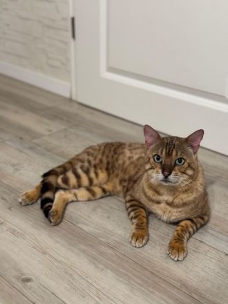 Wunderschöne Reinrassige Bengal Kitten