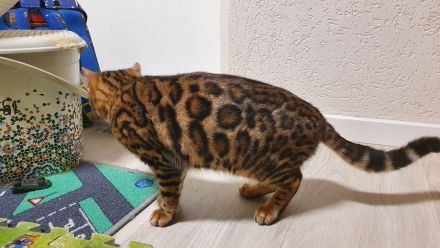 Wunderschöne Reinrassige Bengal Kitten