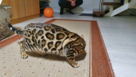 Wunderschöne Reinrassige Bengal Kitten