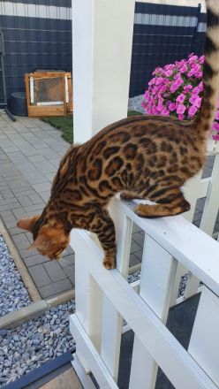Wunderschöne Reinrassige Bengal Kitten
