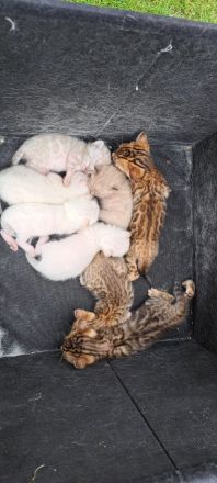 Wunderschöne Reinrassige Bengal Kitten