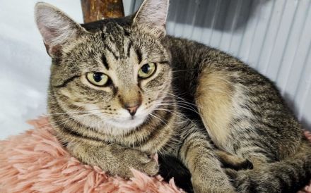 Junge Katzendame Hilly