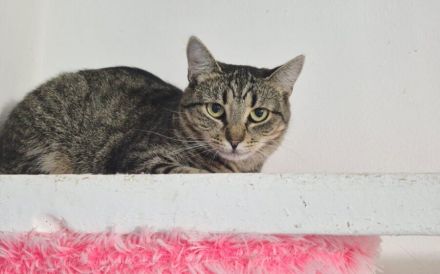 Junge Katzendame Hilly