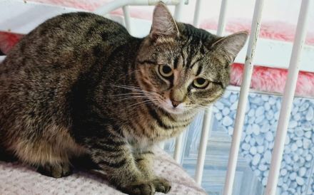 Junge Katzendame Hilly