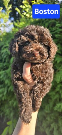 Toypudel Zwergpudel schoko braun choco Welpen ab sofort