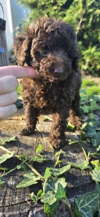 Toypudel Zwergpudel schoko braun choco Welpen ab sofort