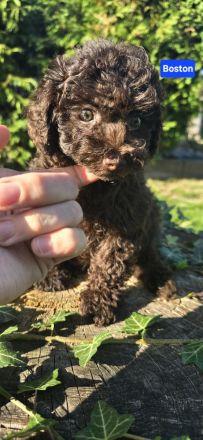 Toypudel Zwergpudel schoko braun choco Welpen ab sofort