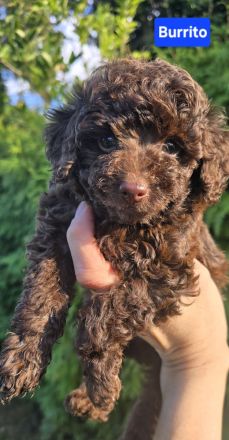 Toypudel Zwergpudel schoko braun choco Welpen ab sofort