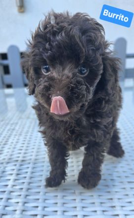 Toypudel Zwergpudel schoko braun choco Welpen ab sofort