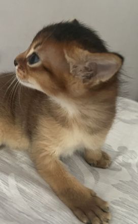 Traumhaft schöne Abessinier Var. Kitten mit Stammbaum