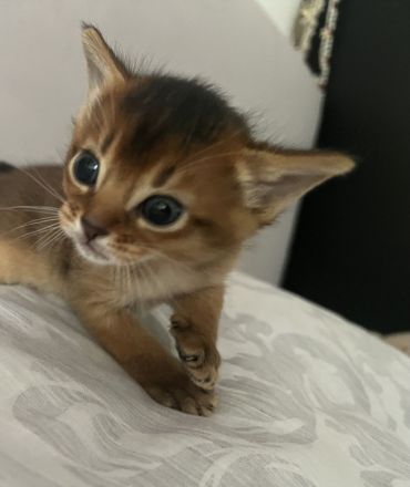 Traumhaft schöne Abessinier Var. Kitten mit Stammbaum