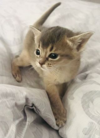 Traumhaft schöne Abessinier Var. Kitten mit Stammbaum