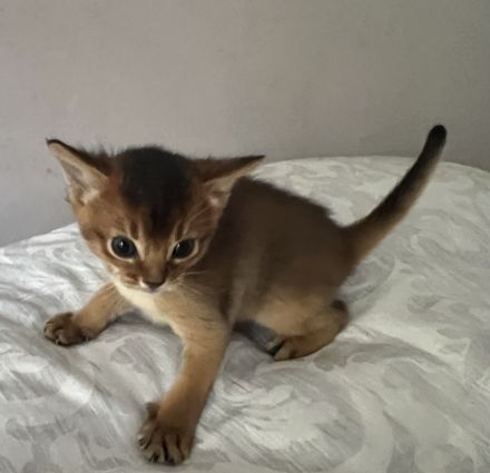 Traumhaft schöne Abessinier Var. Kitten mit Stammbaum