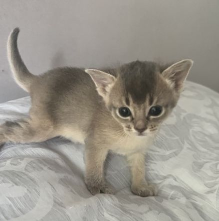Traumhaft schöne Abessinier Var. Kitten mit Stammbaum