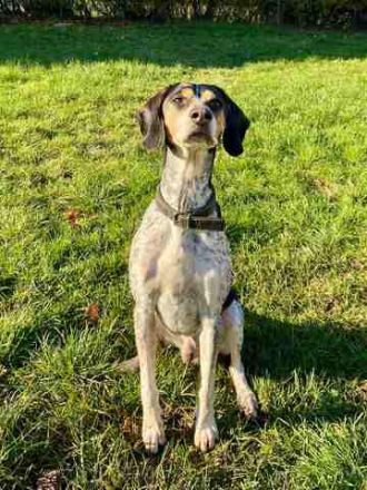 Benson 3 (Mischling, männlicher Beagle-X)