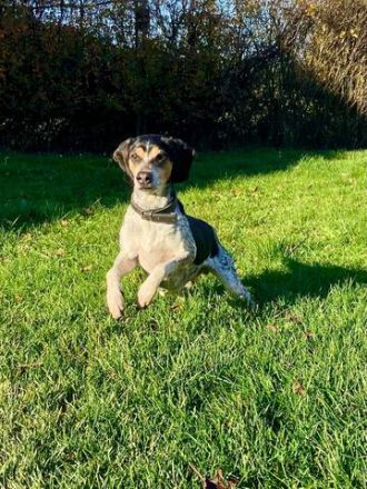 Benson 3 (Mischling, männlicher Beagle-X)