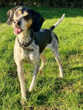 Benson 3 (Mischling, männlicher Beagle-X)