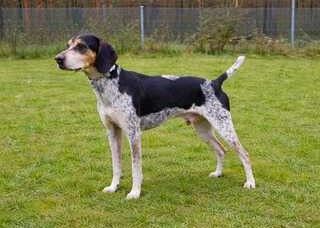 Benson 3 (Mischling, männlicher Beagle-X)