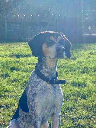 Benson 3 (Mischling, männlicher Beagle-X)