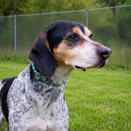 Benson 3 (Mischling, männlicher Beagle-X)
