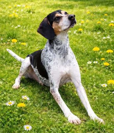 Benson 3 (Mischling, männlicher Beagle-X)
