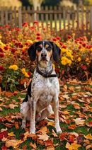 Benson 3 (Mischling, männlicher Beagle-X)