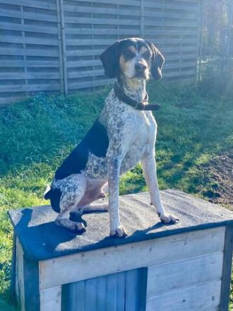 Benson 3 (Mischling, männlicher Beagle-X)