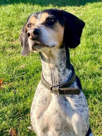 Benson 3 (Mischling, männlicher Beagle-X)