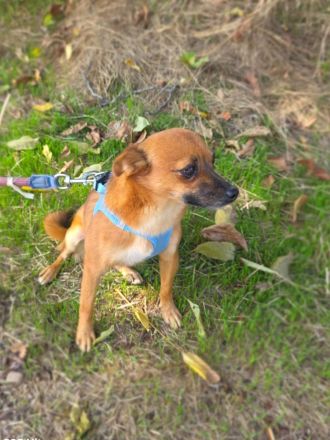 Bambi sucht ein Zuhause