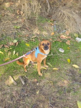 Bambi sucht ein Zuhause