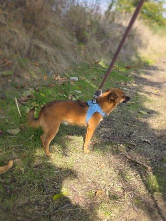 Bambi sucht ein Zuhause