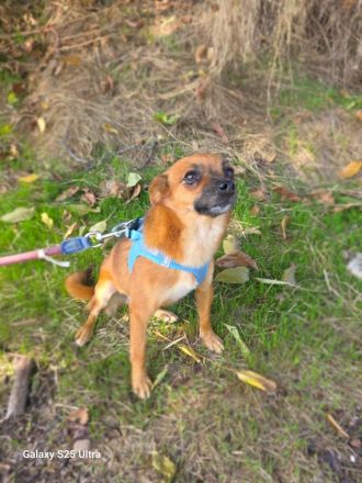 Bambi sucht ein Zuhause