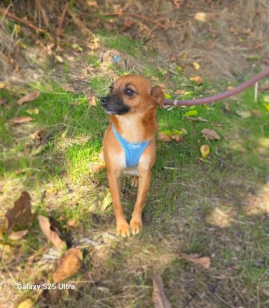 Bambi sucht ein Zuhause